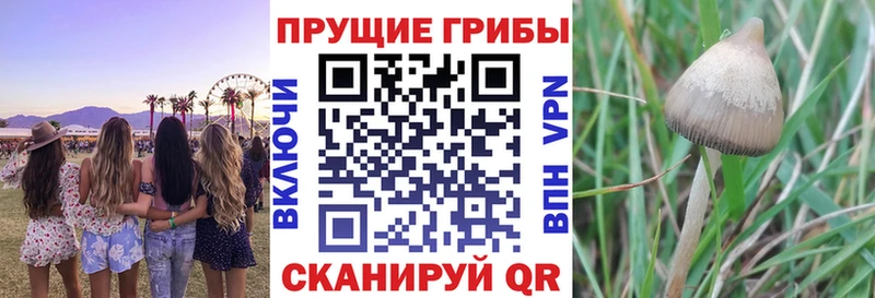 Псилоцибиновые грибы Magic Shrooms  купить закладку  Тавда 